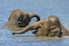Two juvenile Asian elephants having fun bathing-Philippe Clement-Photographic Print
