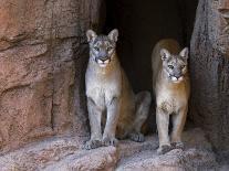 Two Puma Mountain Lion Cougar at Cave Entrance. Arizona, USA-Philippe Clement-Photographic Print