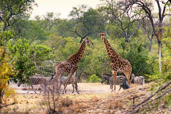 Premium Photographic Print, , large