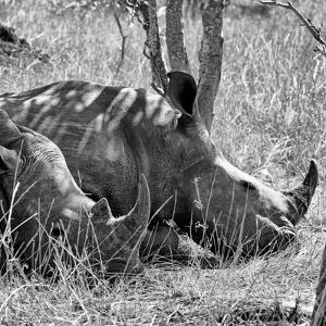 Rhinos Wall Art At Allposters Com