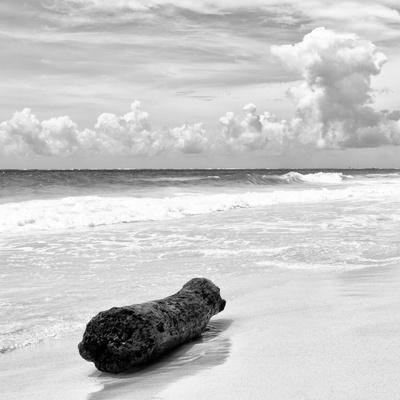 ¡Viva Mexico! Square Collection - Tree Trunk on a Caribbean Beach II
