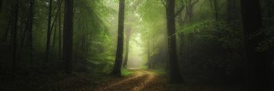 Legendary Forest in Brittany-Philippe Manguin-Photographic Print
