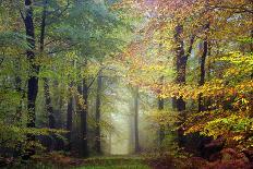 Autumn Way-Philippe Manguin-Photographic Print