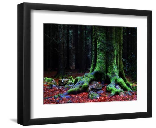 Premium Photographic Print, , large