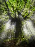 Ponthus Beech Tree 2-Philippe Manguin-Photographic Print