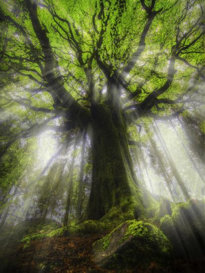 Premium Photographic Print, , large