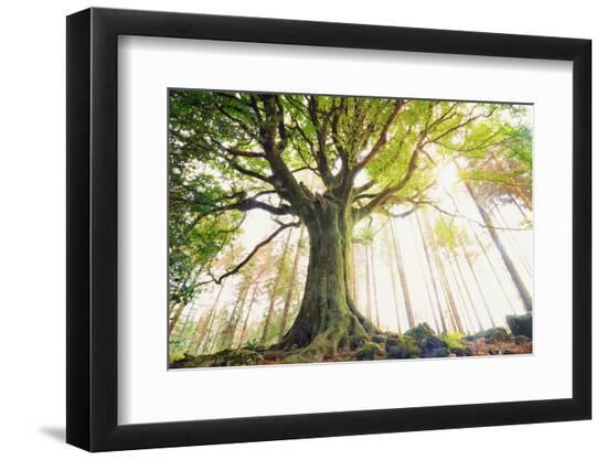 Premium Photographic Print, , large