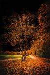 Orange Autumn-Philippe Saint-Laudy-Photographic Print