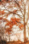 Orange Autumn-Philippe Saint-Laudy-Photographic Print