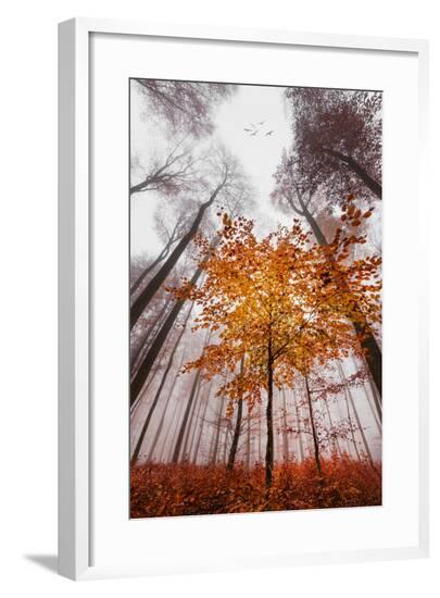 Framed Photographic Print, , large