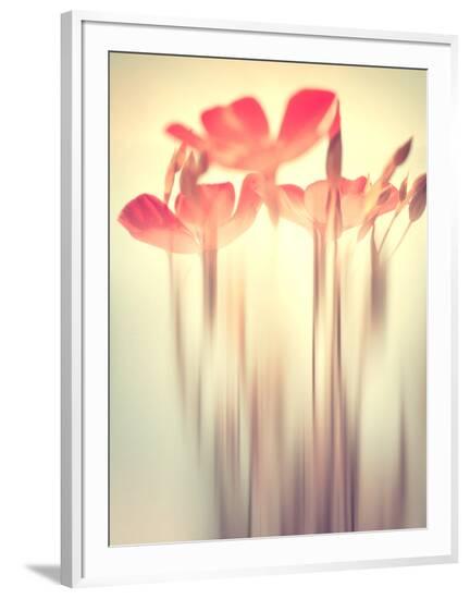 Framed Photographic Print, , large