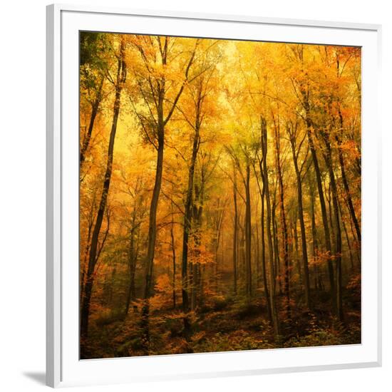 Framed Photographic Print, , large