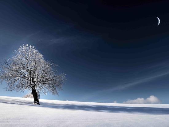 Photographic Print, , large