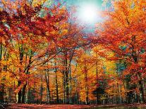 Autumn Way-Philippe Sainte-Laudy-Photographic Print