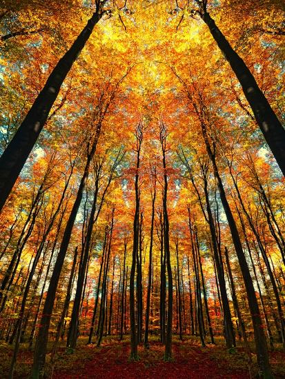 Premium Photographic Print, , large