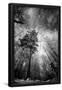 Essential Black