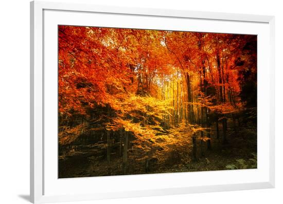 Framed Photographic Print, , large