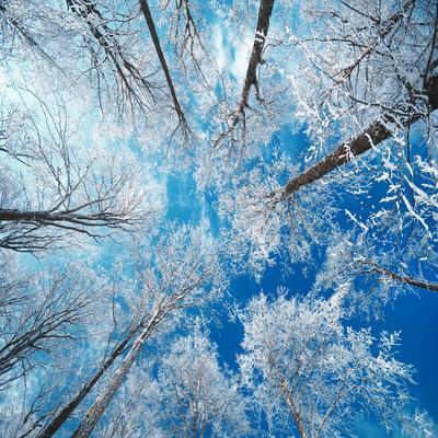 Poster Print A0 A1 A2 A3 LOOKING UP THROUGH TREES WINTER AD992 NATURE POSTER 