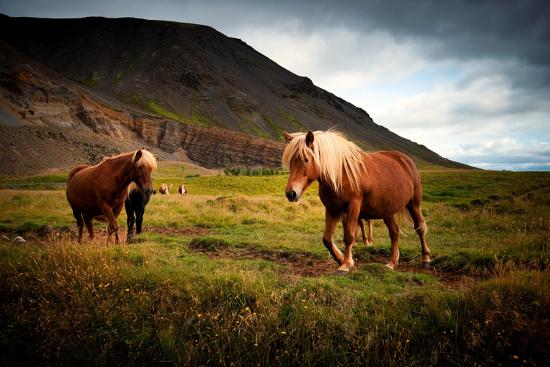 Premium Photographic Print, , large
