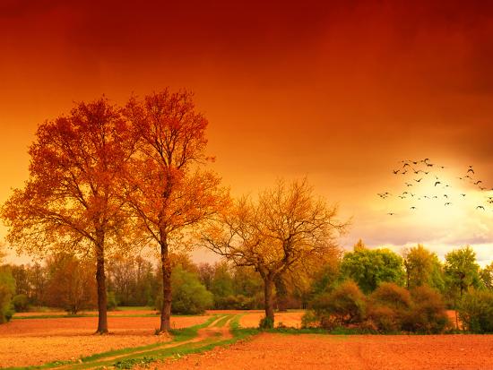Premium Photographic Print, , large