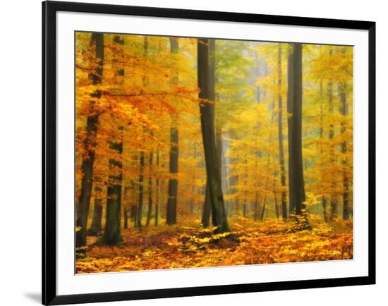 Framed Photographic Print, , large