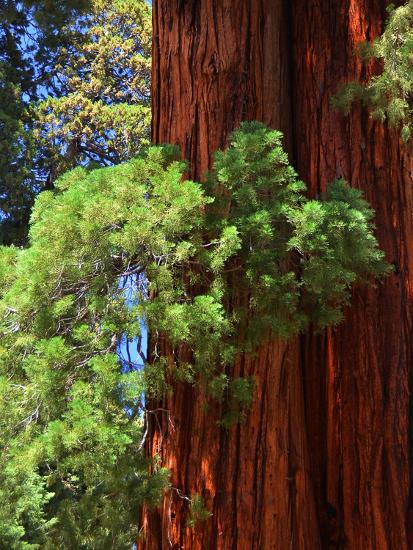 Premium Photographic Print, , large