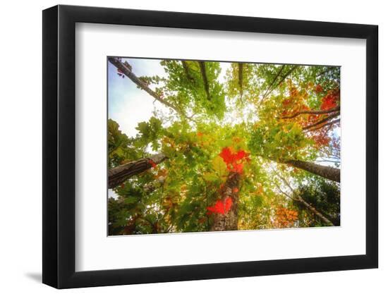 Premium Photographic Print, , large