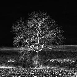 Farmland B W Photography Posters Prints Paintings Wall Art Allposters Com