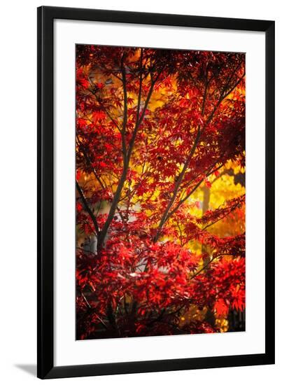 Framed Photographic Print, , large