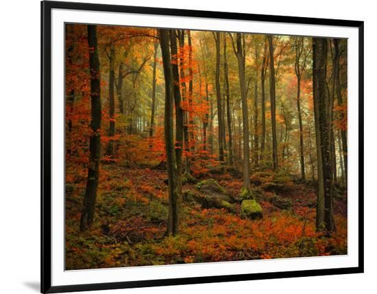Framed Photographic Print, , large