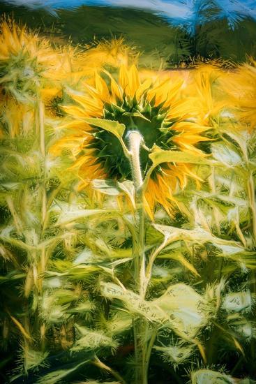 Photographic Print, , large