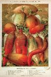 Vegetables; Cabbage, Peas, Strawberries, and Carrot-Philippe-Victoire Leveque de Vilmorin-Art Print