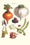 Vegetables; Melon, Turnip, Lettuce, Cabbage,-Philippe-Victoire Leveque de Vilmorin-Art Print