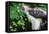 Philippine Eagle, Davao, Mindanao, Philippines-Michael Runkel-Framed Stretched Canvas