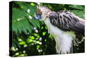 Philippine Eagle, Davao, Mindanao, Philippines-Michael Runkel-Stretched Canvas