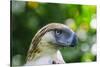 Philippine Eagle, Davao, Mindanao, Philippines-Michael Runkel-Stretched Canvas