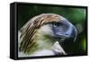 Philippine Eagle, Davao, Mindanao, Philippines-Michael Runkel-Framed Stretched Canvas