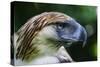 Philippine Eagle, Davao, Mindanao, Philippines-Michael Runkel-Stretched Canvas