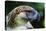 Philippine Eagle, Davao, Mindanao, Philippines-Michael Runkel-Stretched Canvas