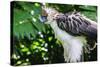 Philippine Eagle, Davao, Mindanao, Philippines-Michael Runkel-Stretched Canvas