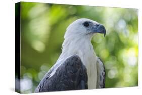 Philippine Eagle, Davao, Mindanao, Philippines-Michael Runkel-Stretched Canvas