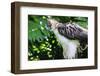 Philippine Eagle, Davao, Mindanao, Philippines-Michael Runkel-Framed Photographic Print