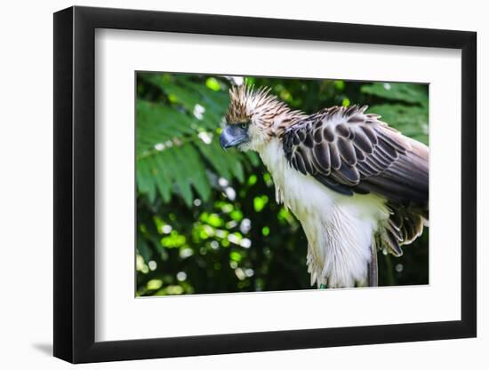 Philippine Eagle, Davao, Mindanao, Philippines-Michael Runkel-Framed Photographic Print