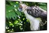 Philippine Eagle, Davao, Mindanao, Philippines-Michael Runkel-Mounted Photographic Print