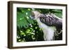 Philippine Eagle, Davao, Mindanao, Philippines-Michael Runkel-Framed Photographic Print