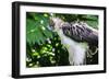 Philippine Eagle, Davao, Mindanao, Philippines-Michael Runkel-Framed Photographic Print