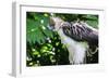 Philippine Eagle, Davao, Mindanao, Philippines-Michael Runkel-Framed Photographic Print