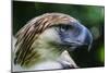 Philippine Eagle, Davao, Mindanao, Philippines-Michael Runkel-Mounted Photographic Print