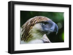 Philippine Eagle, Davao, Mindanao, Philippines-Michael Runkel-Framed Photographic Print