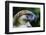 Philippine Eagle, Davao, Mindanao, Philippines-Michael Runkel-Framed Photographic Print